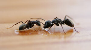 ant control and ant extermination