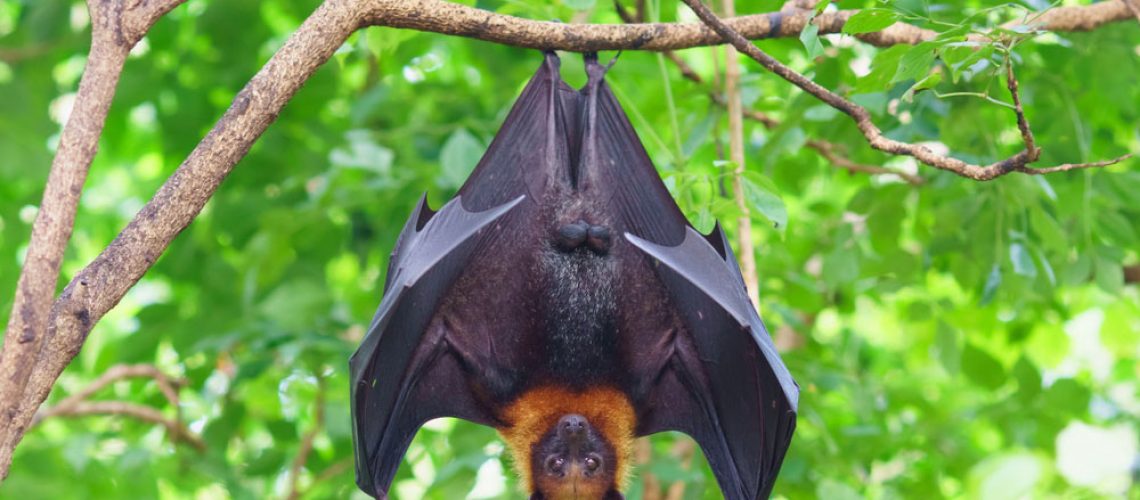 Bat Exclusion & Removal Services