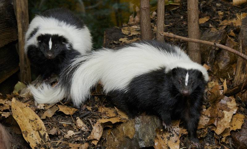 Skunk Removal & Control Services