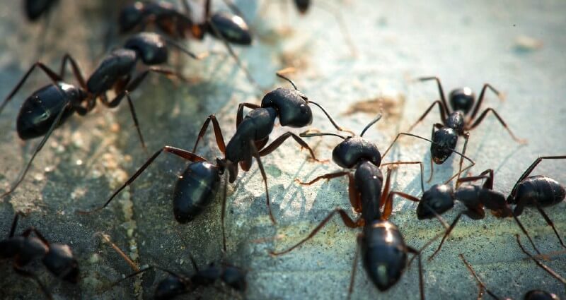 Interior Ant Removal And Control Ann Arbor