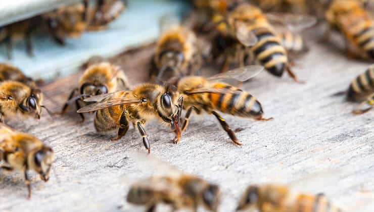 Bee And Wasp Exterminator And Removal Ann Arbor