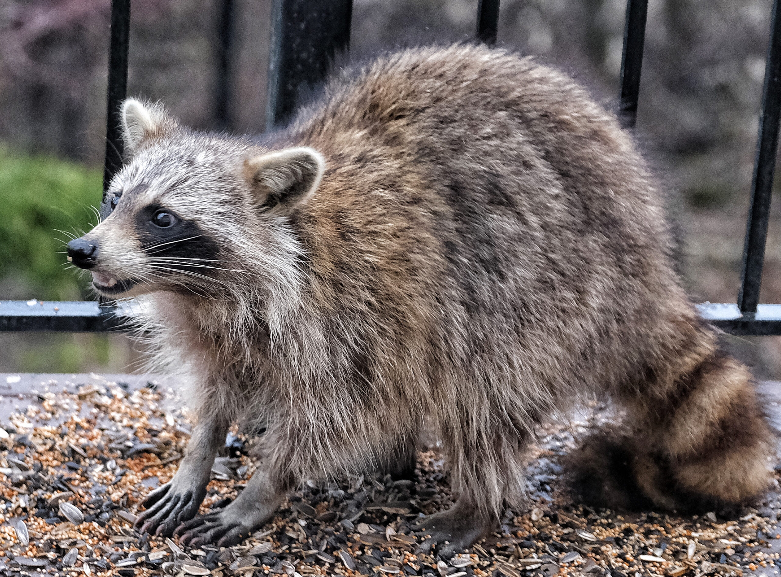 Raccoon Trapping & Removal Services in Ann Arbor