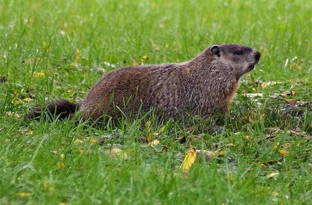 Groundhogs Control & Removal Services