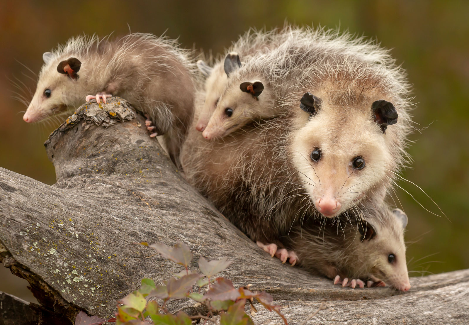 Opossum Trapping & Removal Service