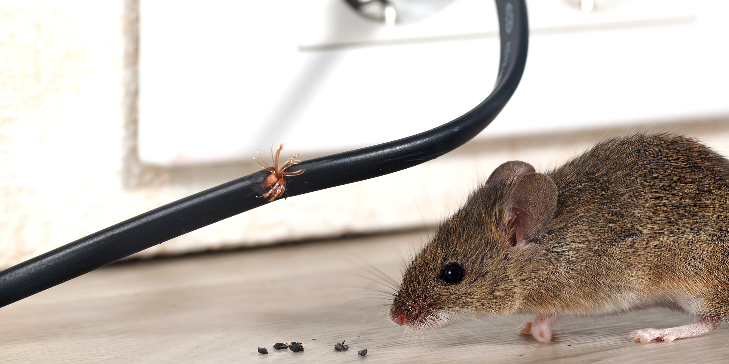 How to Keep Mice Away from Your Office Building - ProHealth Pest Control