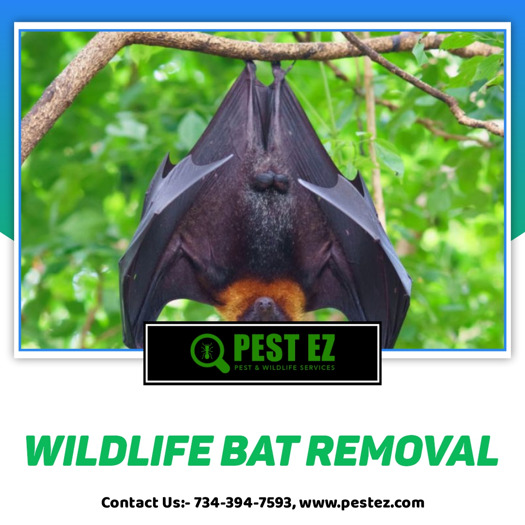 Bat Removal Services In Chapel Hill NC - Bat Control & Prevention