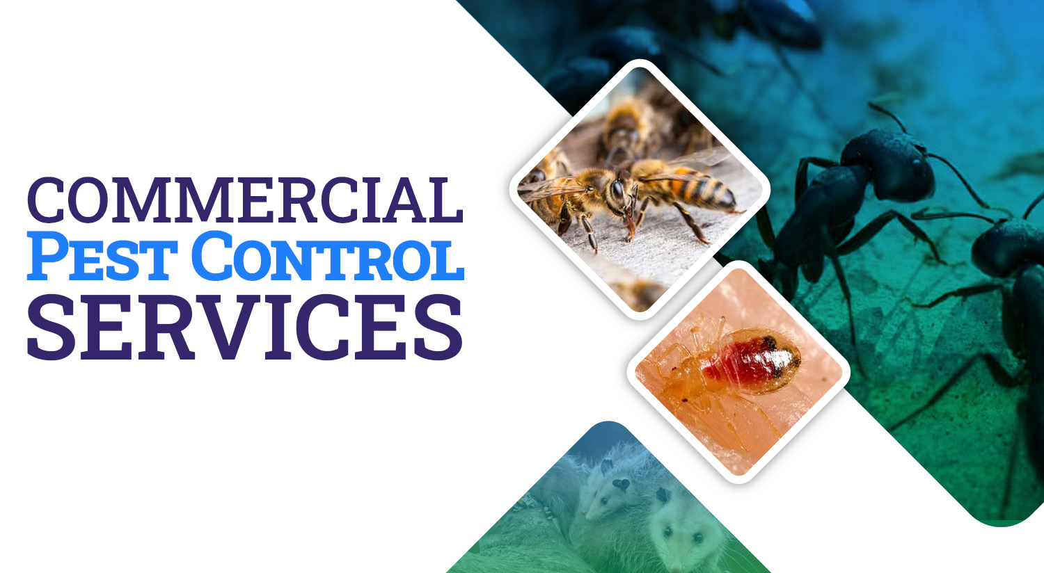 Commercial pest control 